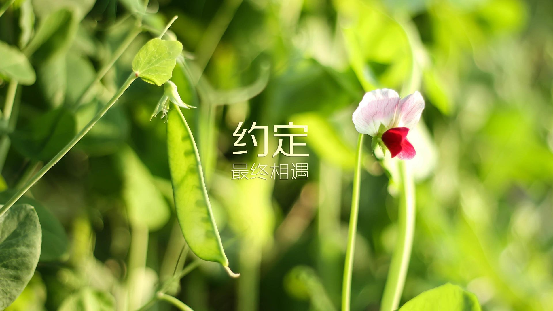 唐卡斯特防线密集，贝尔维球场争取连胜，唐斯贝克