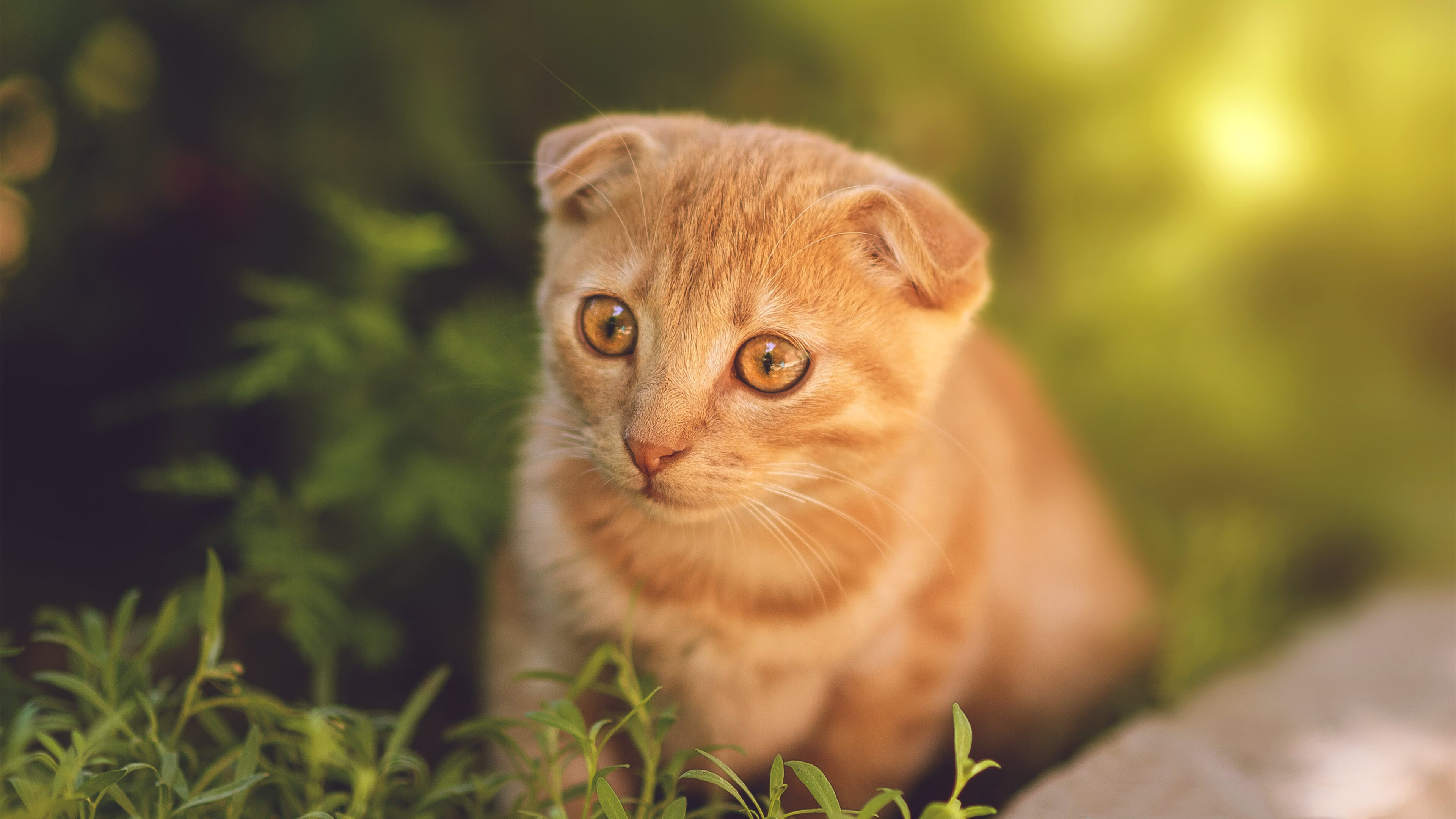 墨西哥骑手费德里科·费尔南德斯在巴黎奥运会上与“Romeo”马匹共同参赛,尽管因马匹受伤被迫退出,但展现了坚强意志。