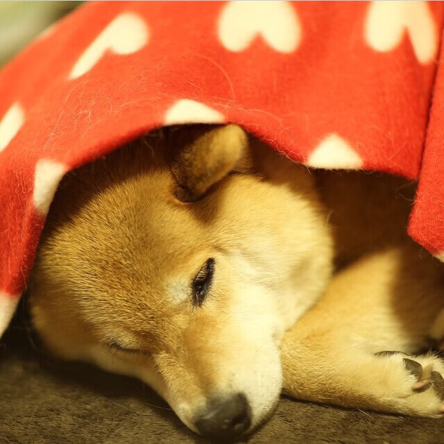 女篮亚洲杯顺利夺冠展现团队合作与不懈拼搏精神,女篮亚洲杯名次