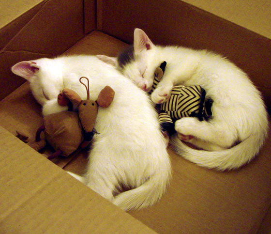 张雨霏蝶泳爆发力十足,张雨霏200蝶泳视频