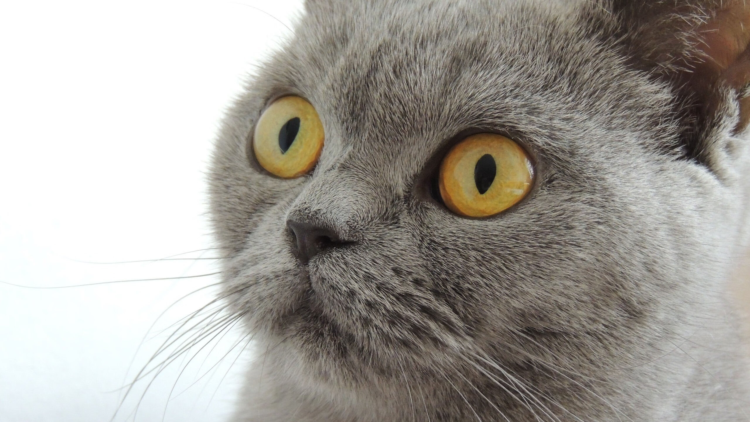 乐鱼电竞在线平台-美洲杯明星聚集：精彩登场，追逐荣耀！，美洲杯有谁