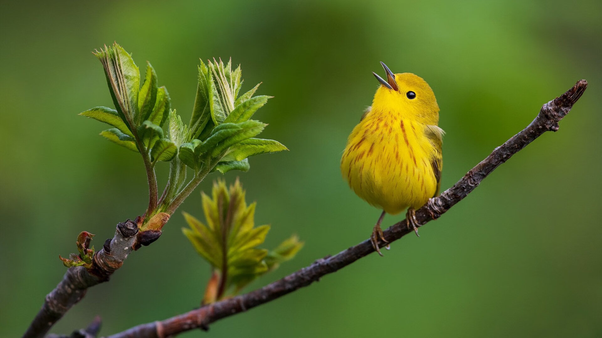 谢佩玲跳台动作协调速度惊人，谢佩诗个人信息